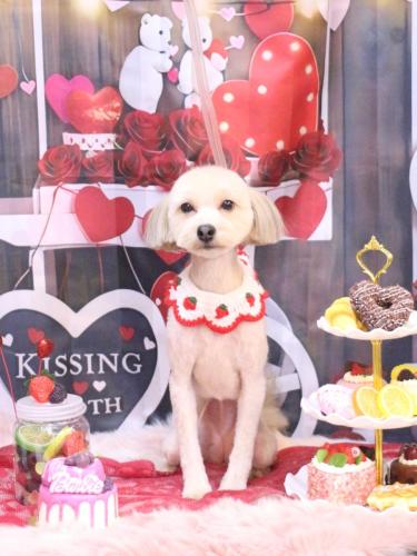 20250209ぽてとちゃん